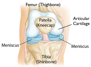 Arthritis_Anatomy