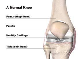 normal_knee_w