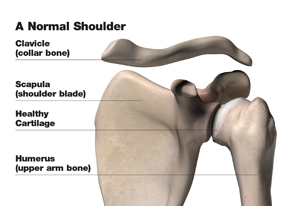 normal_shoulder_w