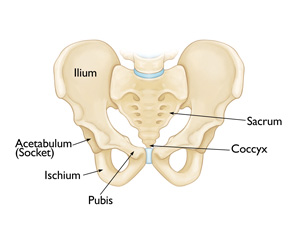 pelvis-img1